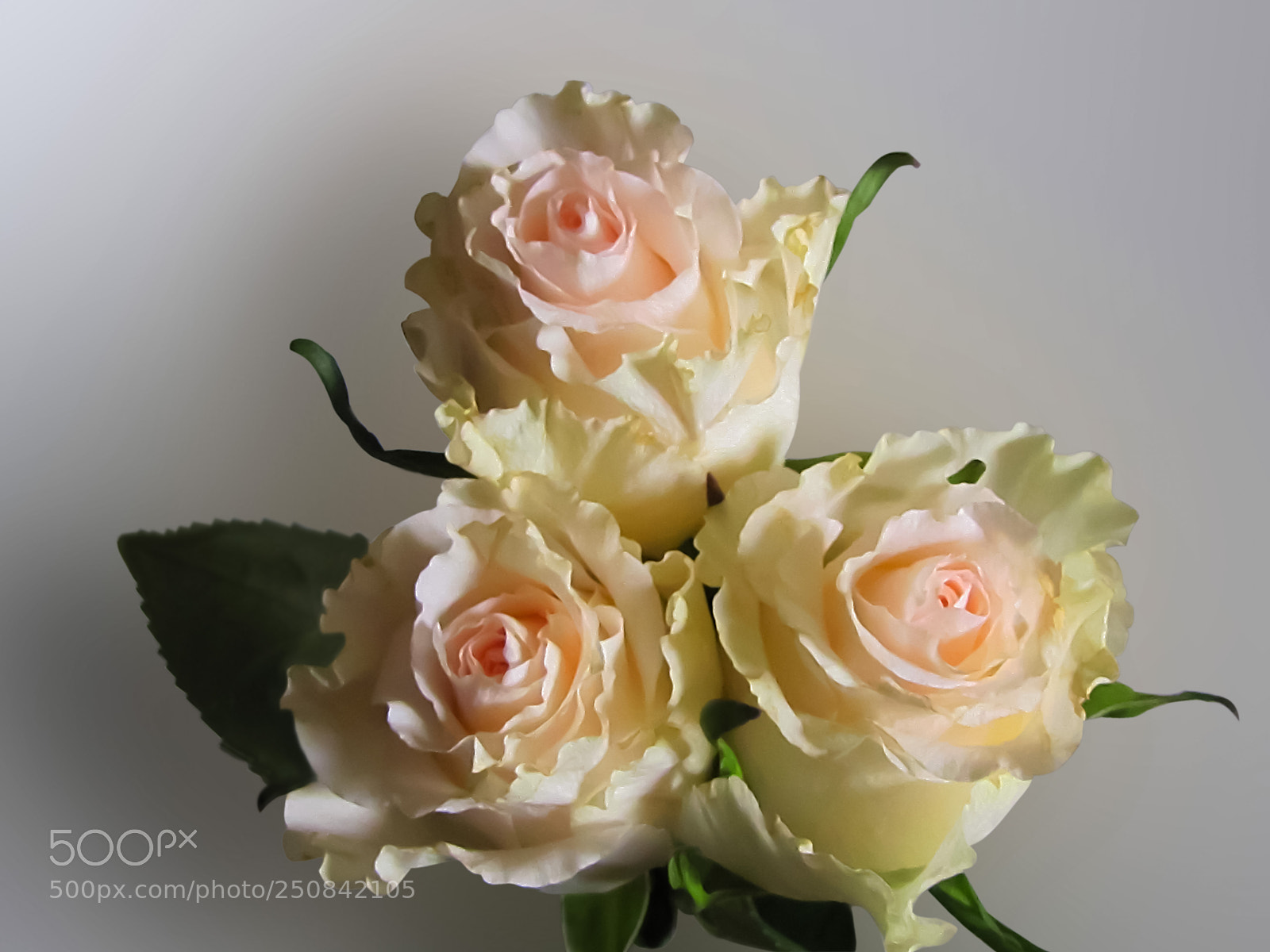 Canon PowerShot SX20 IS sample photo. Pink roses photography
