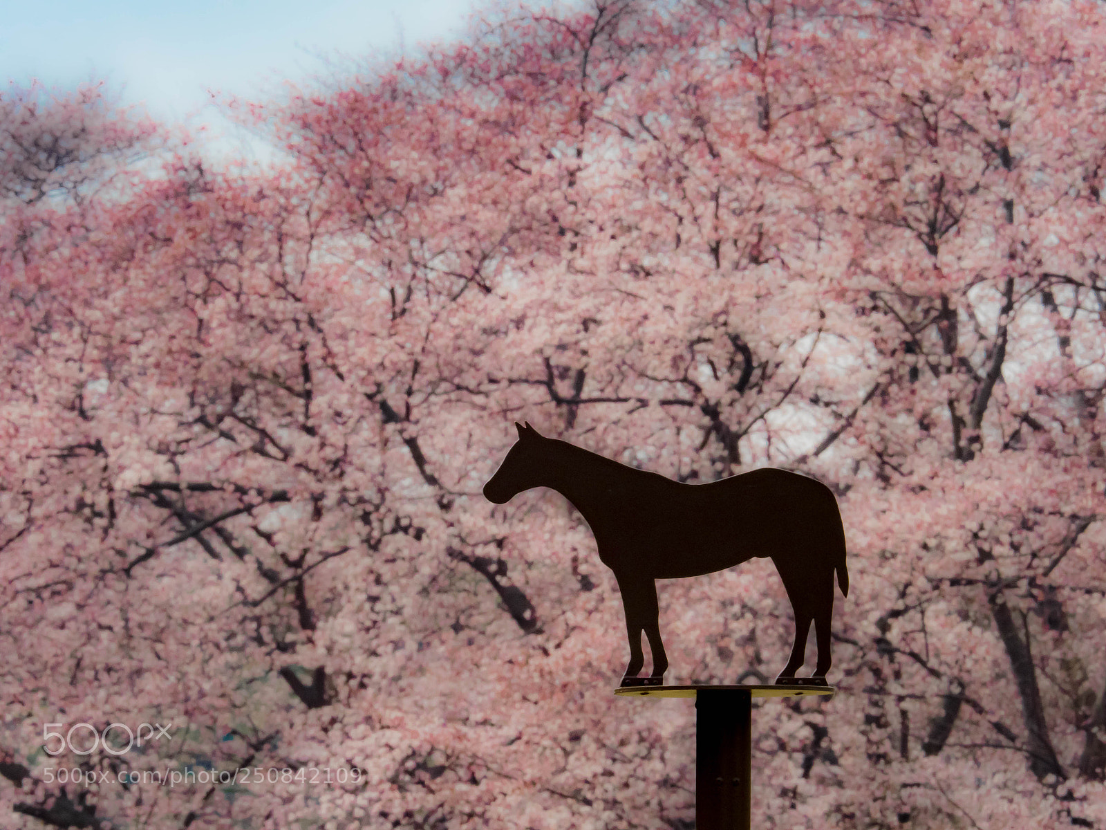 Olympus OM-D E-M1 Mark II sample photo. Cherryblossoms photography