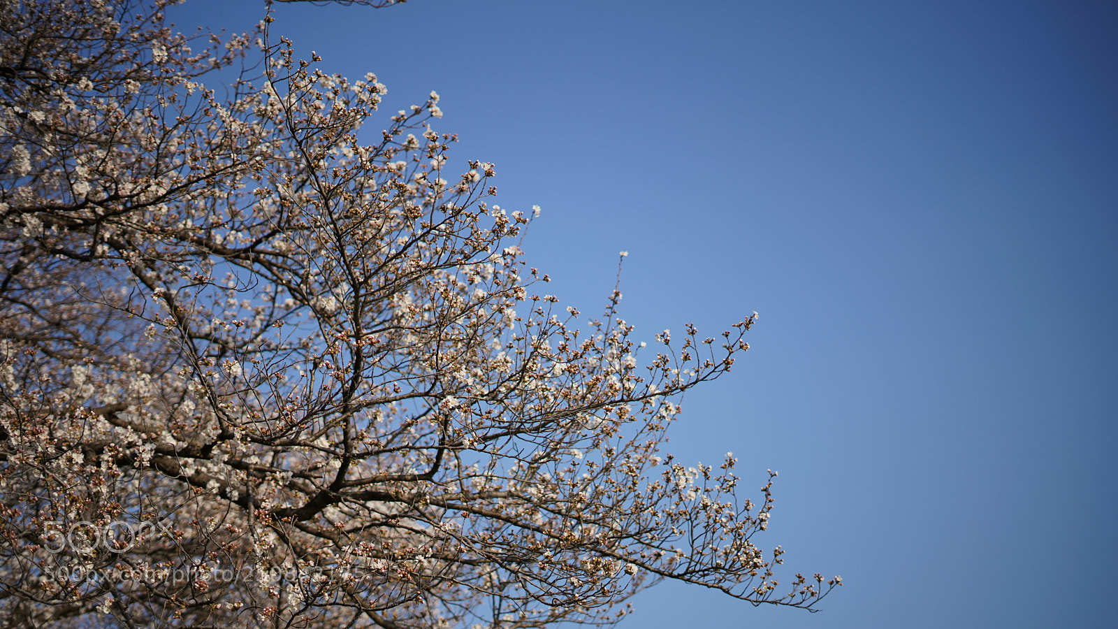 Sony a7 III sample photo. Sakura photography