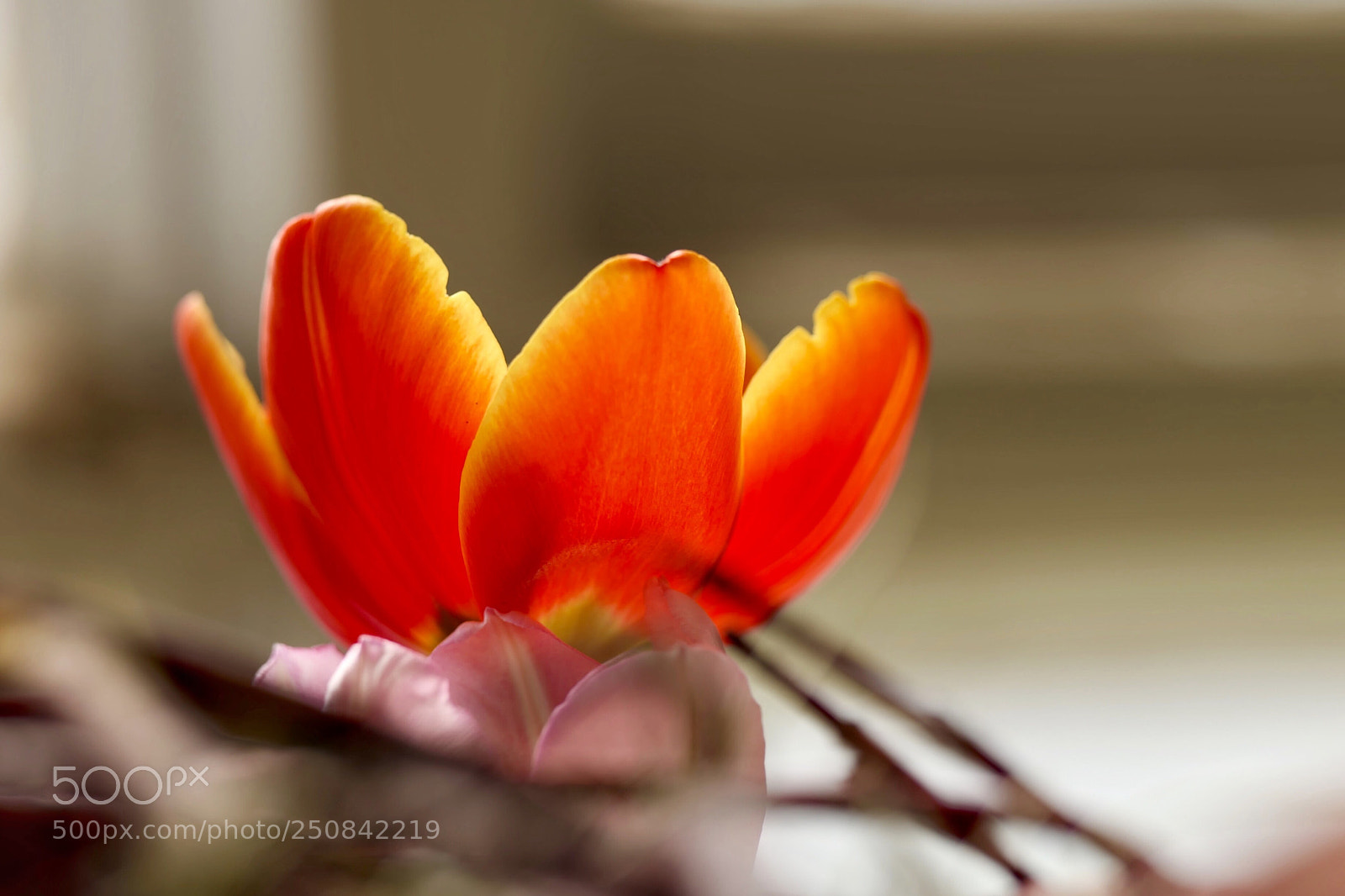 Leica SL (Typ 601) sample photo. Untitled photography