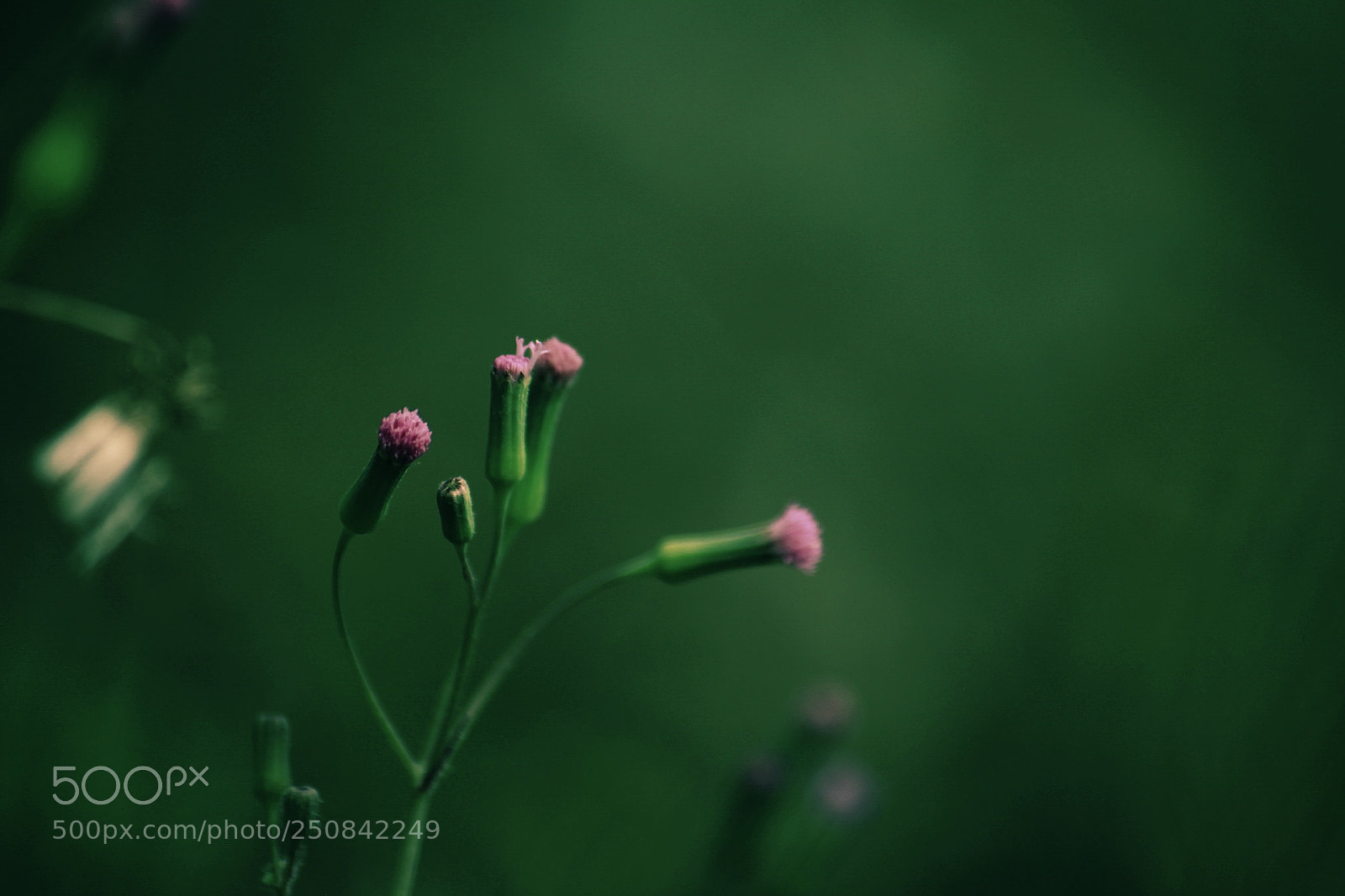Canon EOS 600D (Rebel EOS T3i / EOS Kiss X5) sample photo. Amazing flower photography