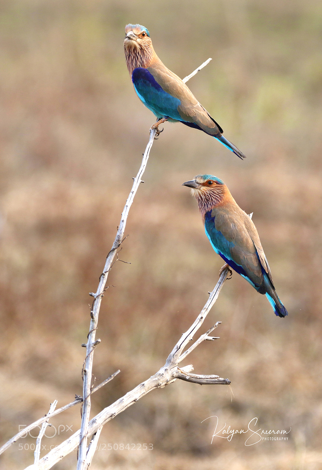 Canon EOS 7D Mark II sample photo. Indian roller pair photography