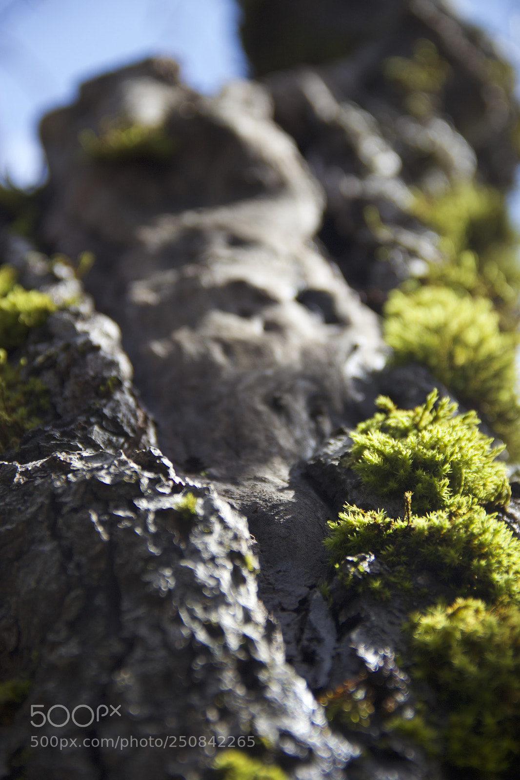 Canon EOS 60D sample photo. Img photography