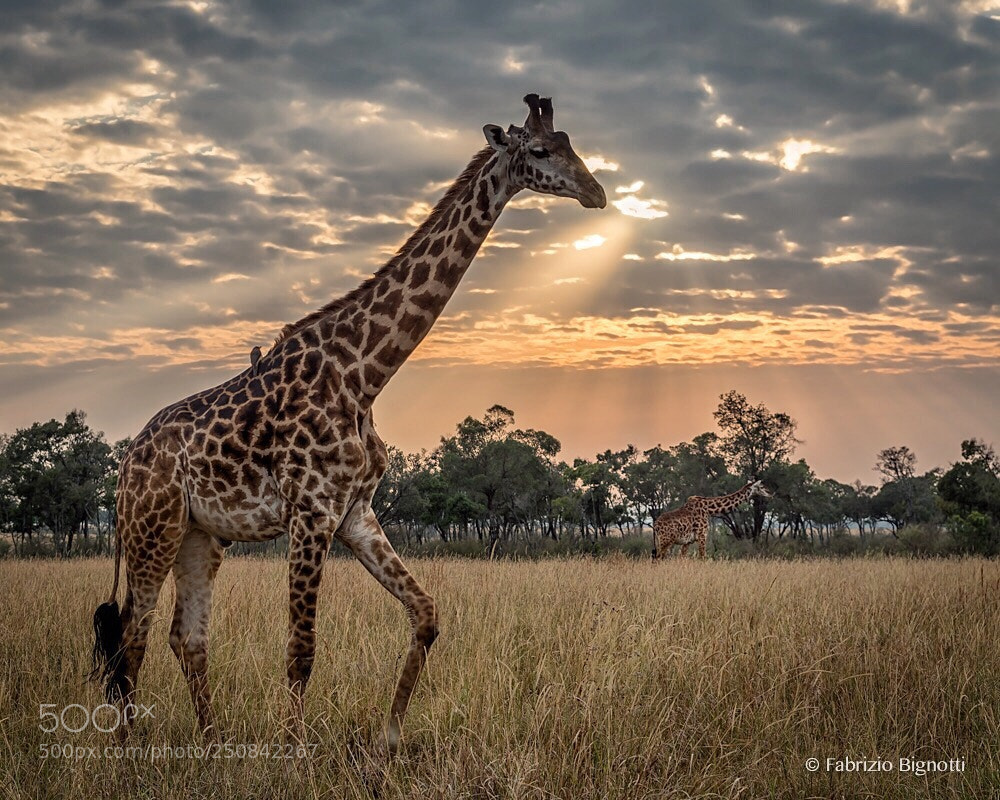 Nikon D810 sample photo. This nice giraffe is photography
