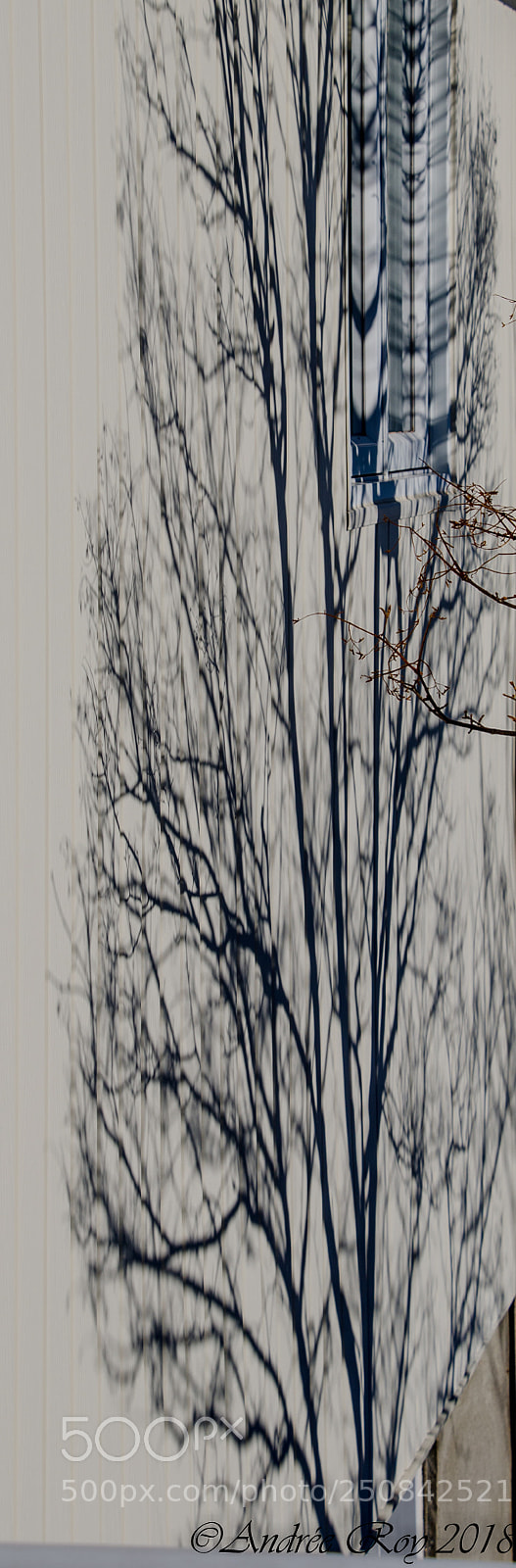 Nikon D5100 sample photo. Untitled photography