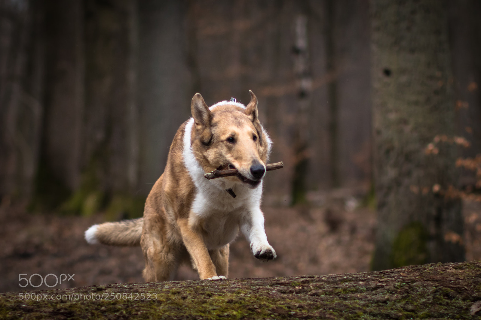 Canon EOS 80D sample photo. Hundeglück photography
