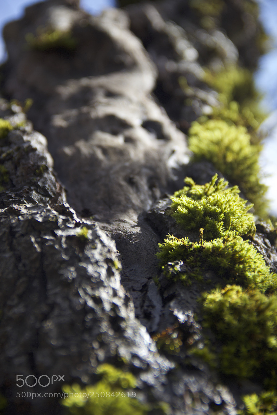 Canon EOS 60D sample photo. Img photography