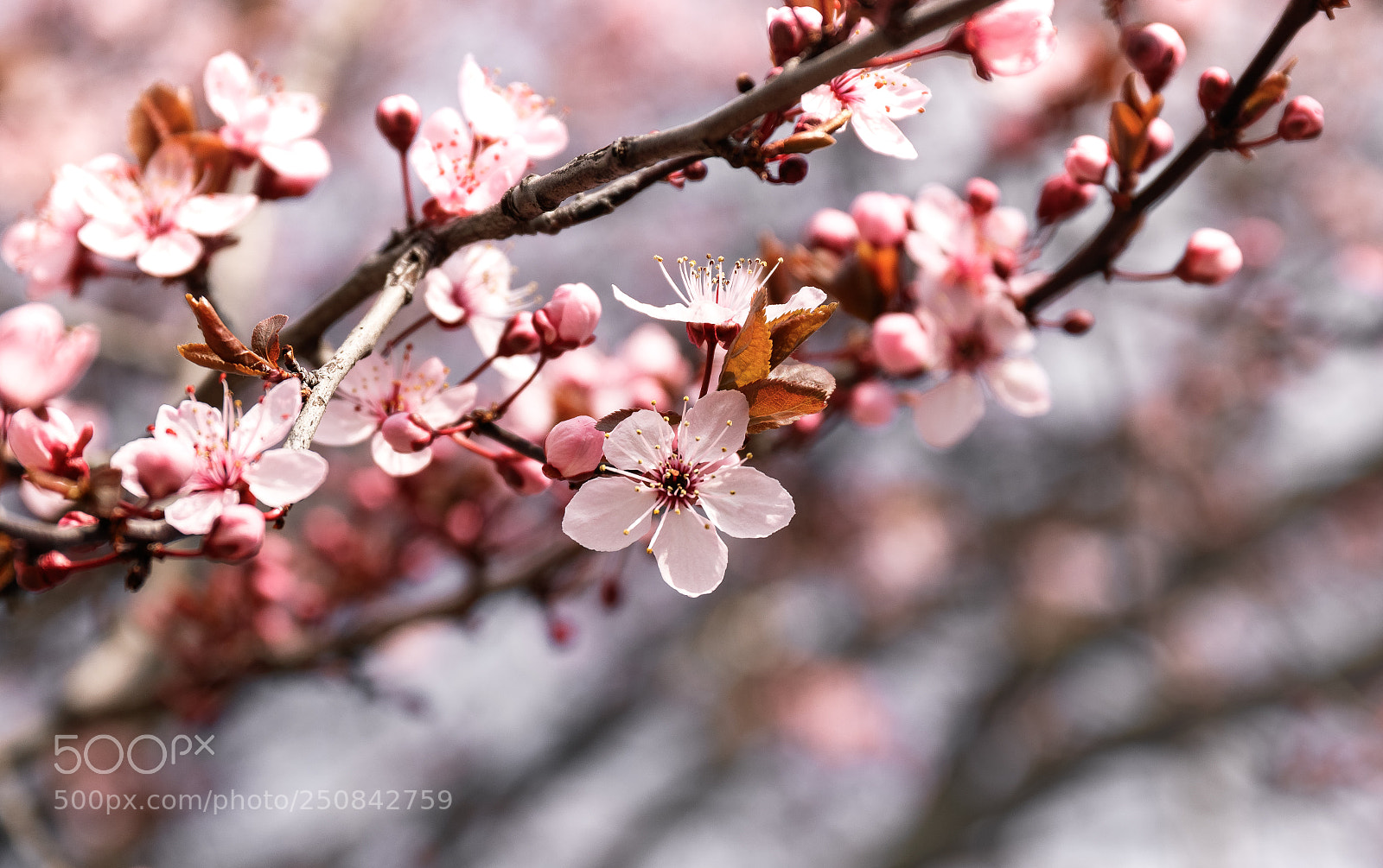 Canon EOS 760D (EOS Rebel T6s / EOS 8000D) sample photo. Primavera photography