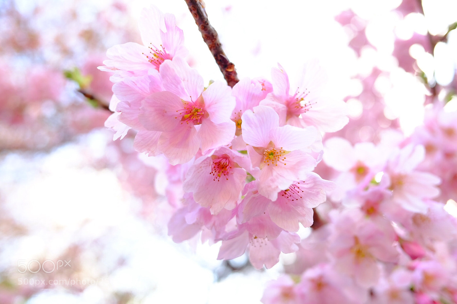 Fujifilm X70 sample photo. Untitled photography