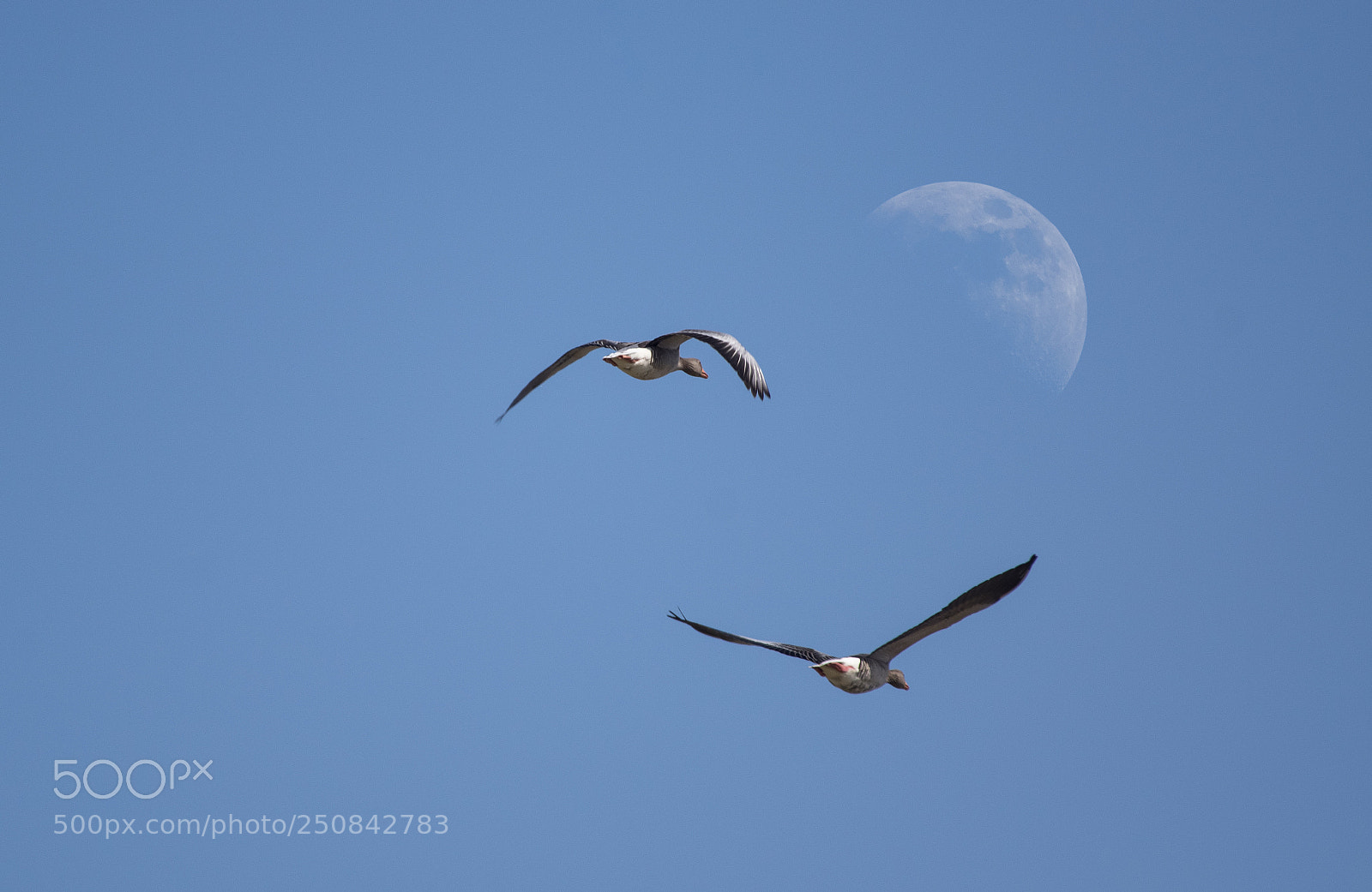 Pentax K-3 II sample photo. To the moon photography