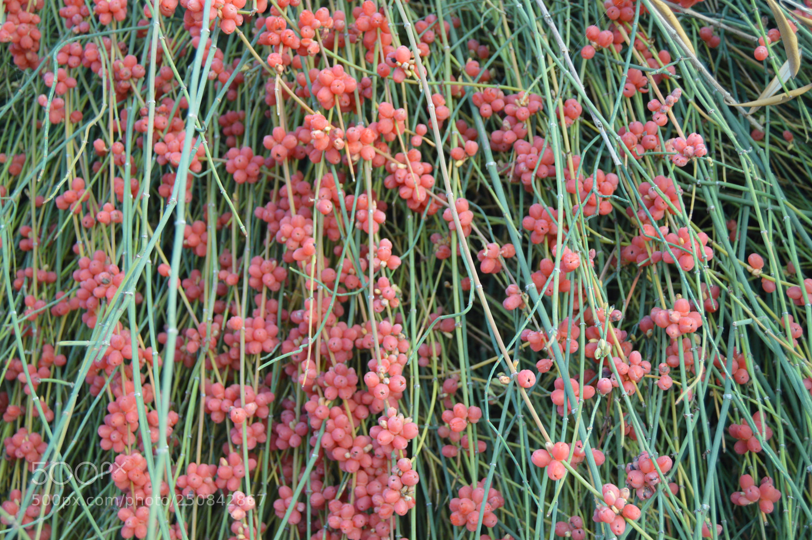 Nikon D3200 sample photo. Bloom of leafless ephedra photography