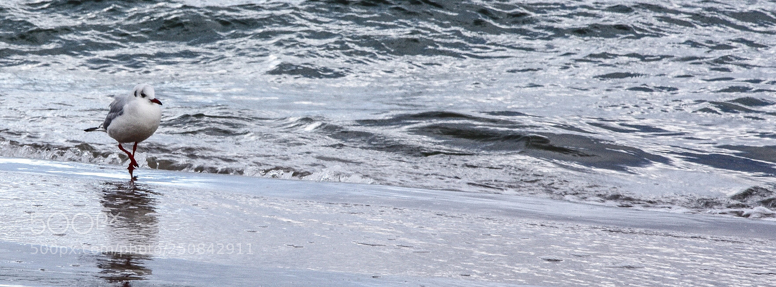 Nikon D7200 sample photo. Möwe photography