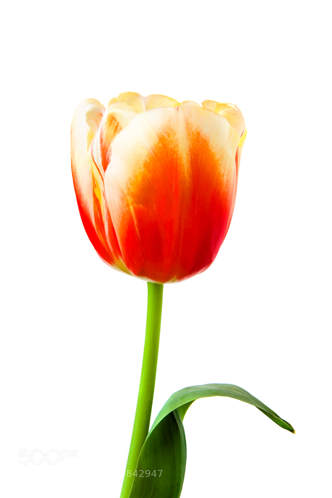 Canon EOS 5D sample photo. Beautiful tulip on a photography