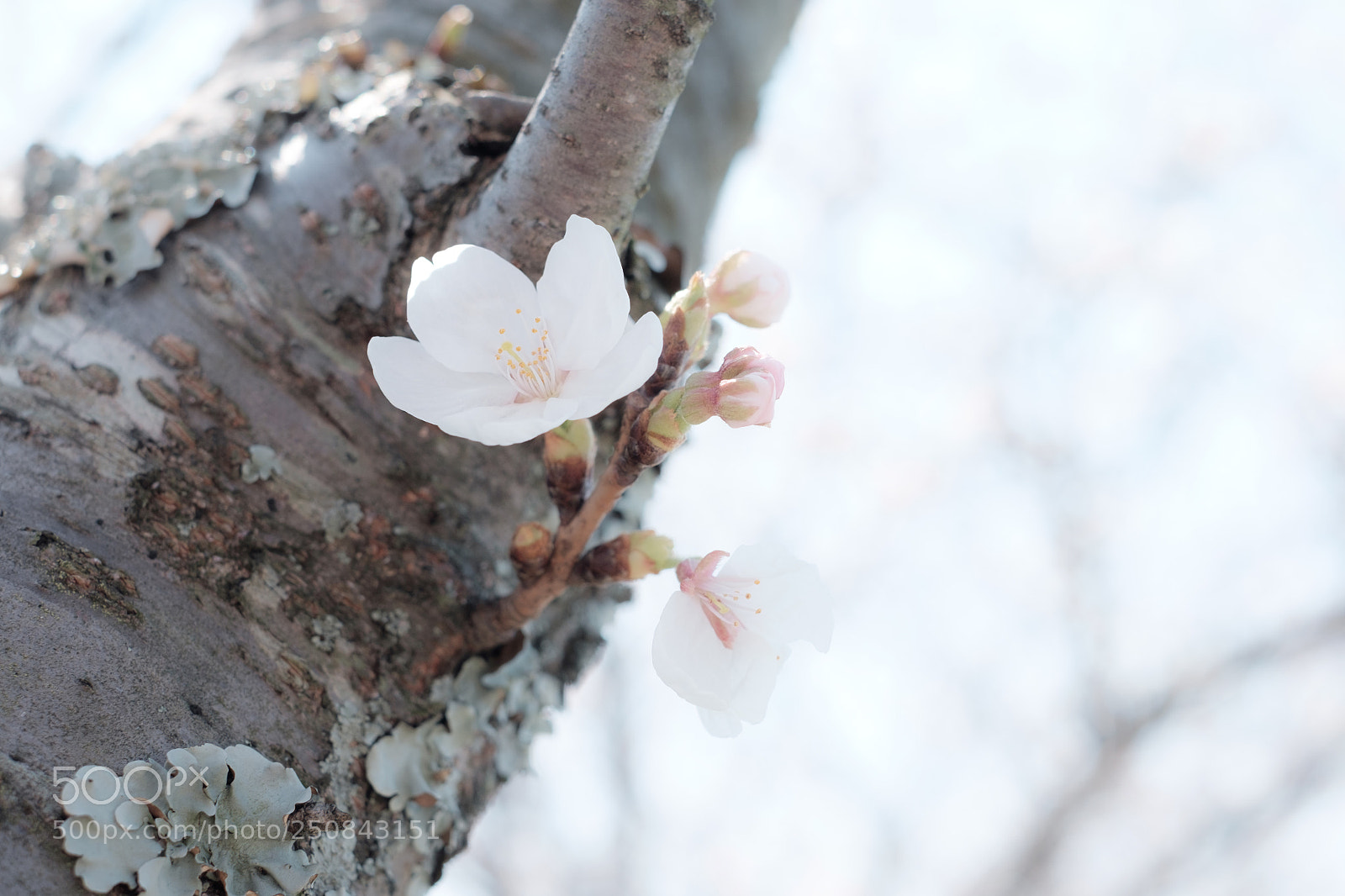 Fujifilm X-T1 sample photo. Cherry blossom photography