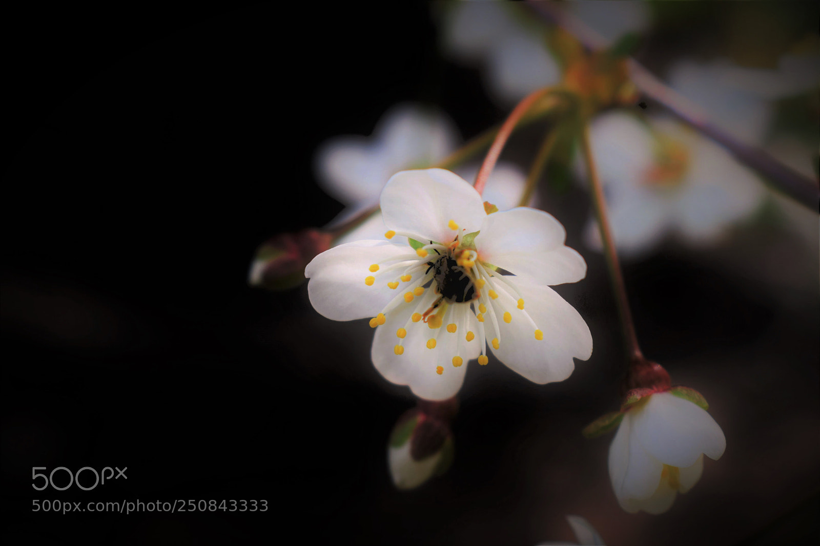 Nikon D3300 sample photo. Spring pictures.cherry. photography