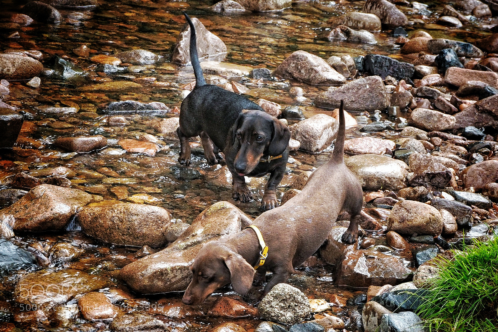 Olympus OM-D E-M10 II sample photo. Paddling pooches photography