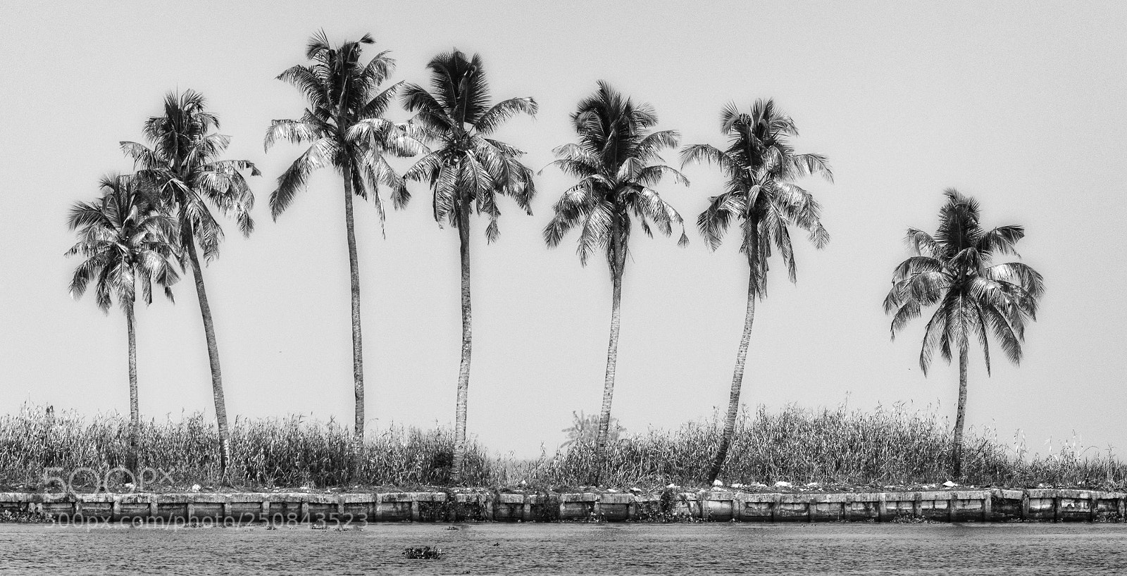 Nikon D850 sample photo. Kerala palms photography