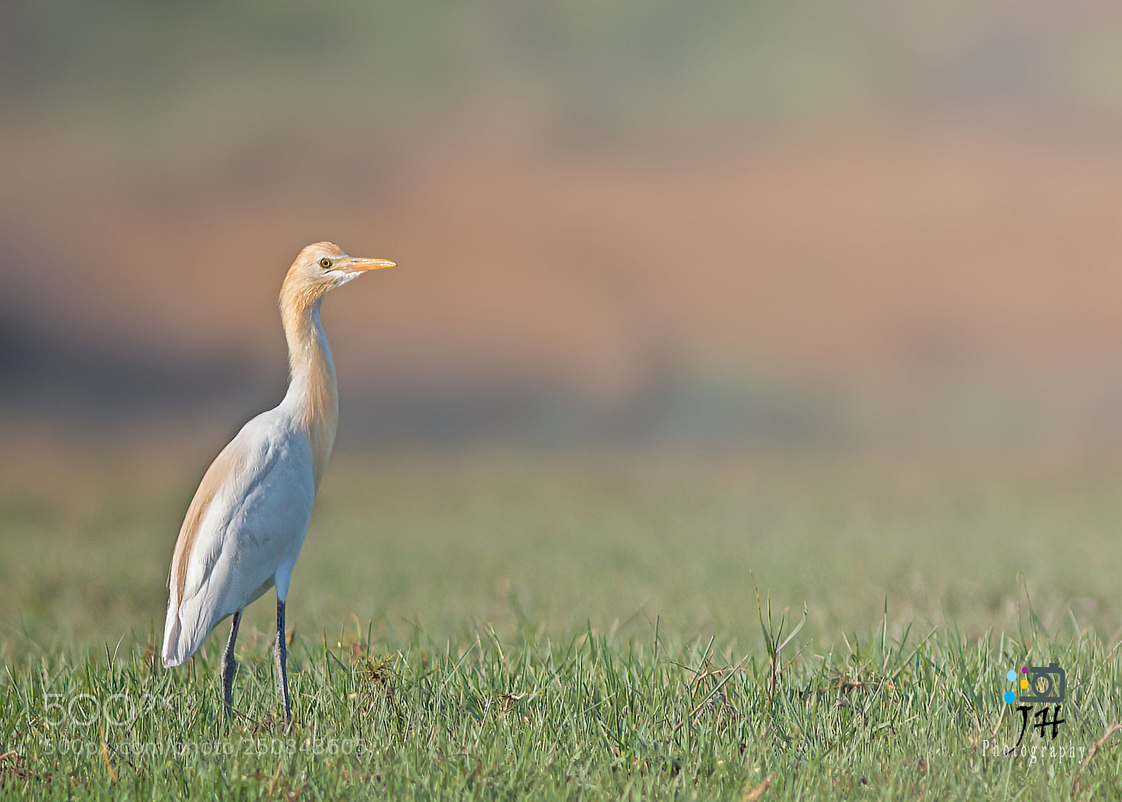 Canon EOS 70D sample photo. Cattle egret photography