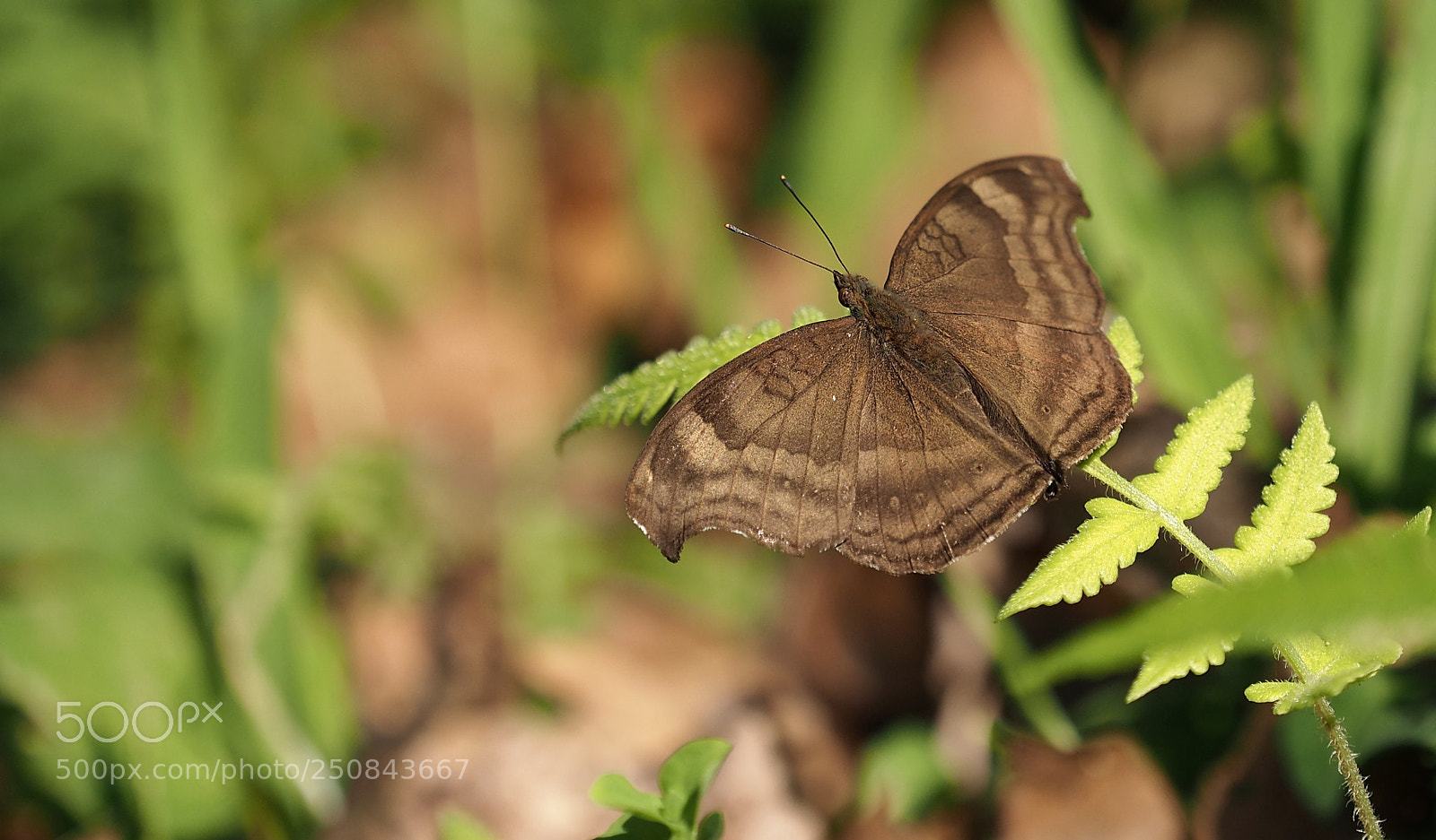 Olympus OM-D E-M5 II sample photo. Biending in photography