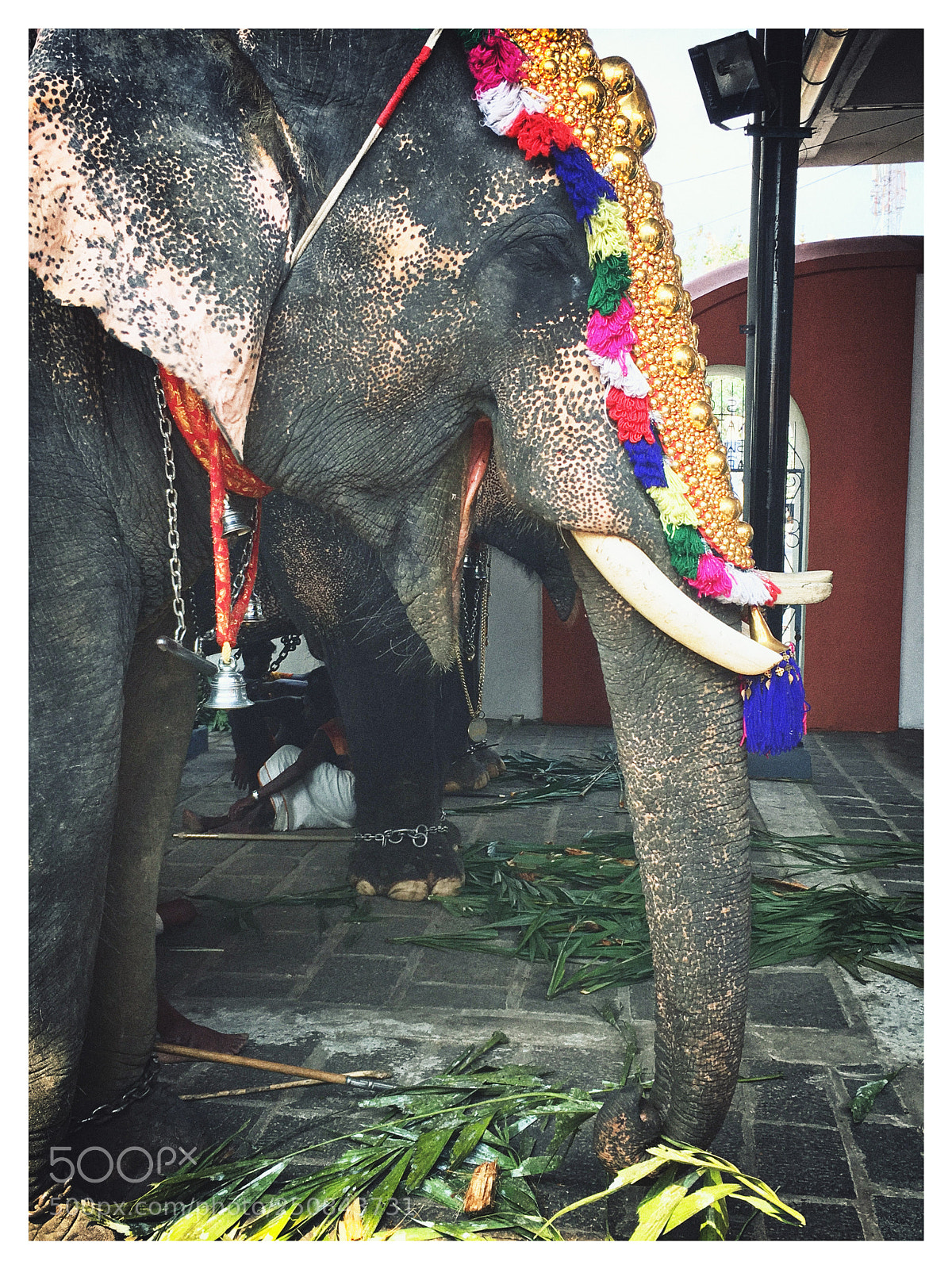 Apple iPhone SE sample photo. Elephant photography