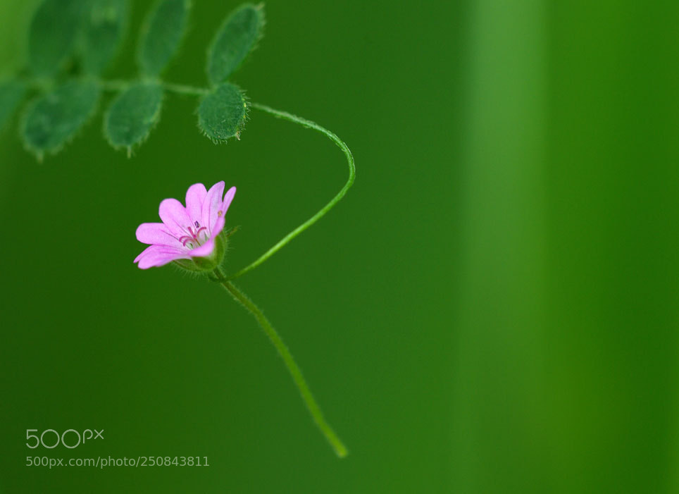 Pentax K10D sample photo. Macro  land art photography