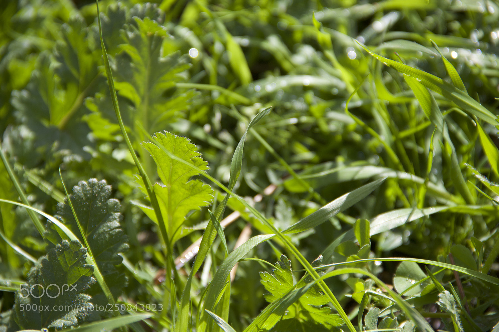 Canon EOS 60D sample photo. Img photography