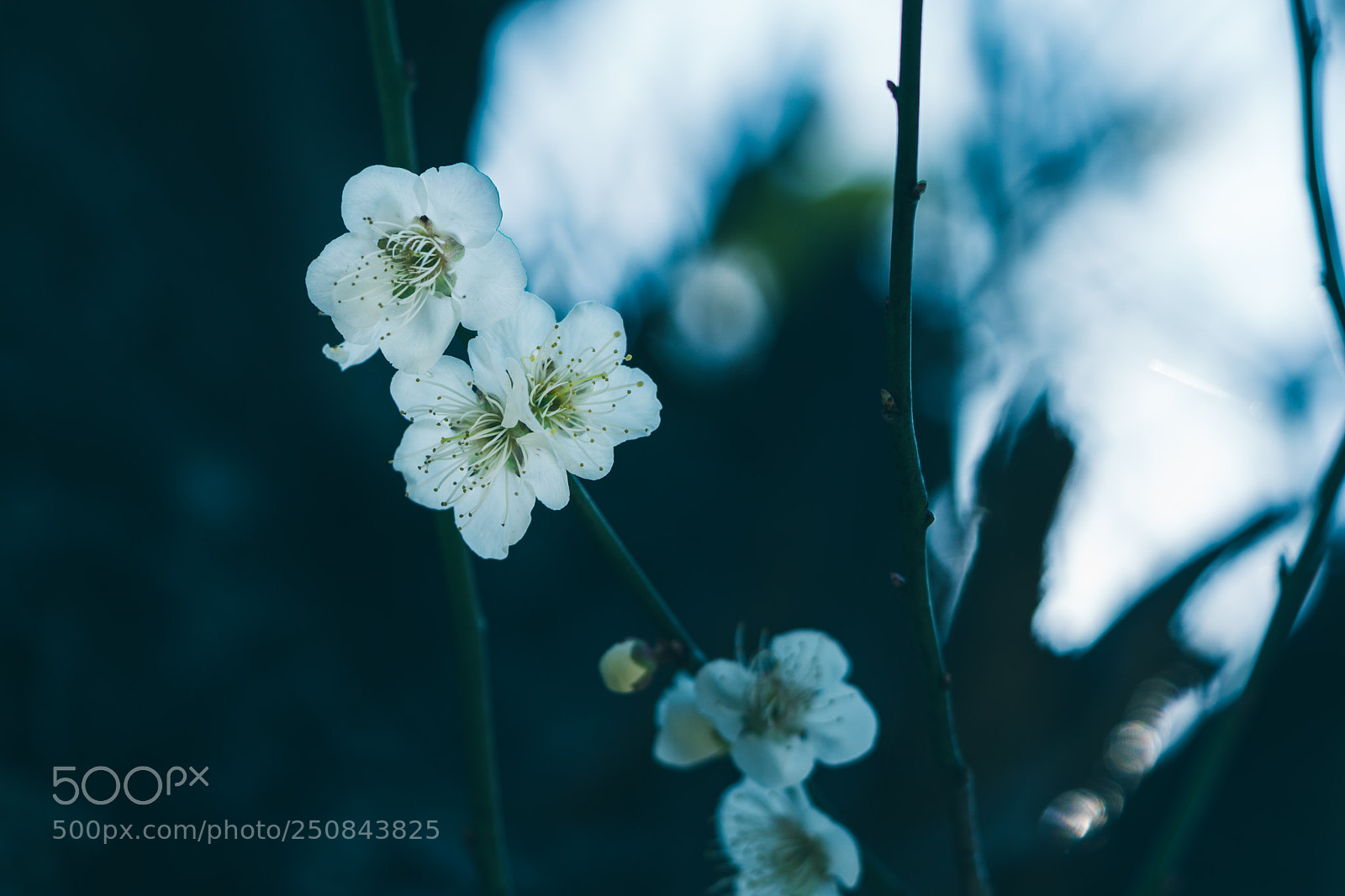 Sony a6000 sample photo. Plum blossom photography