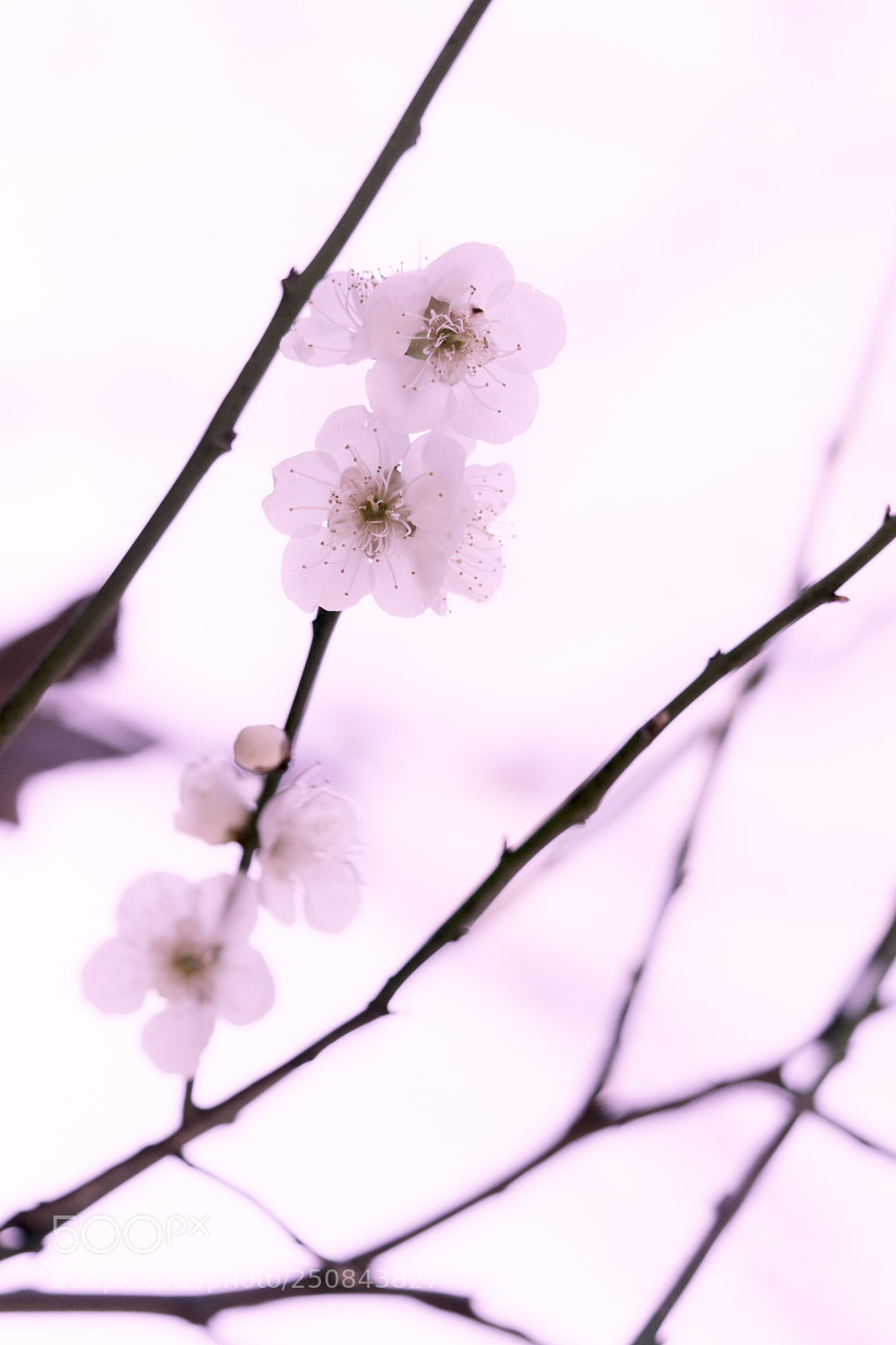 Sony a6000 sample photo. Plum blossom photography