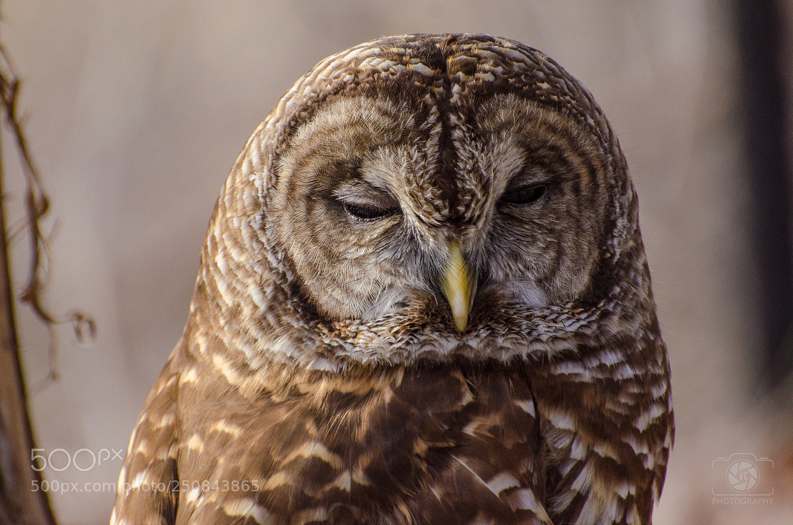 Nikon D7000 sample photo. Owl photography