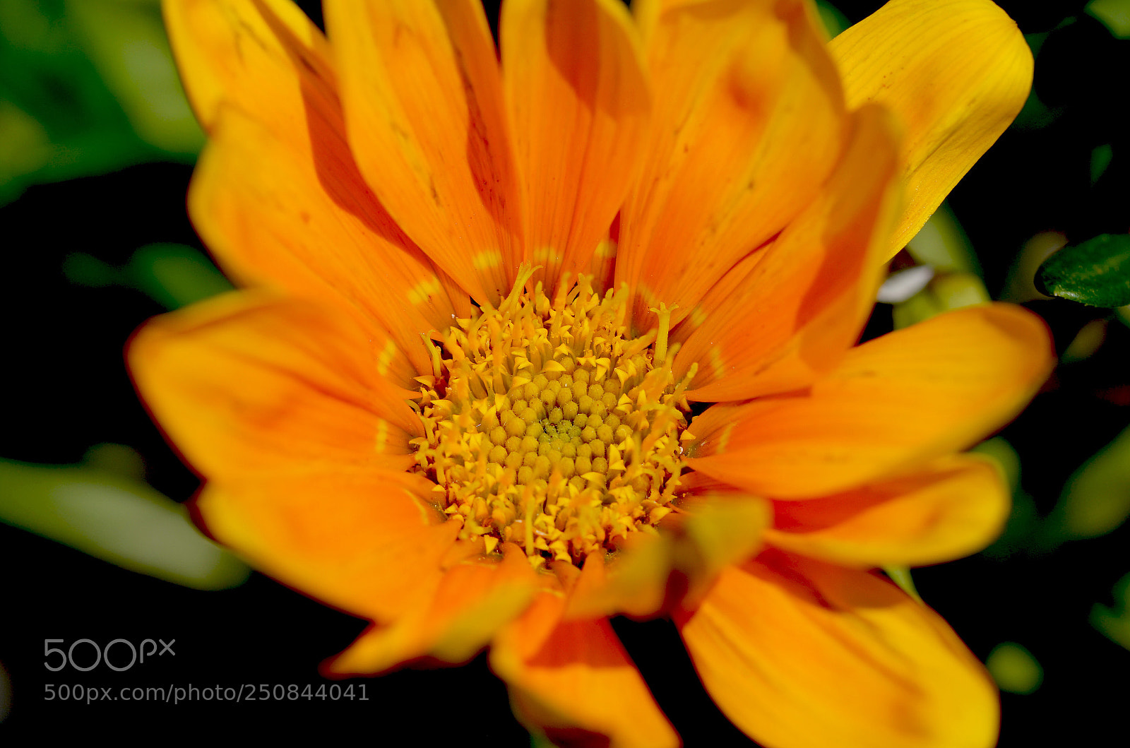Nikon D5100 sample photo. Flower photography