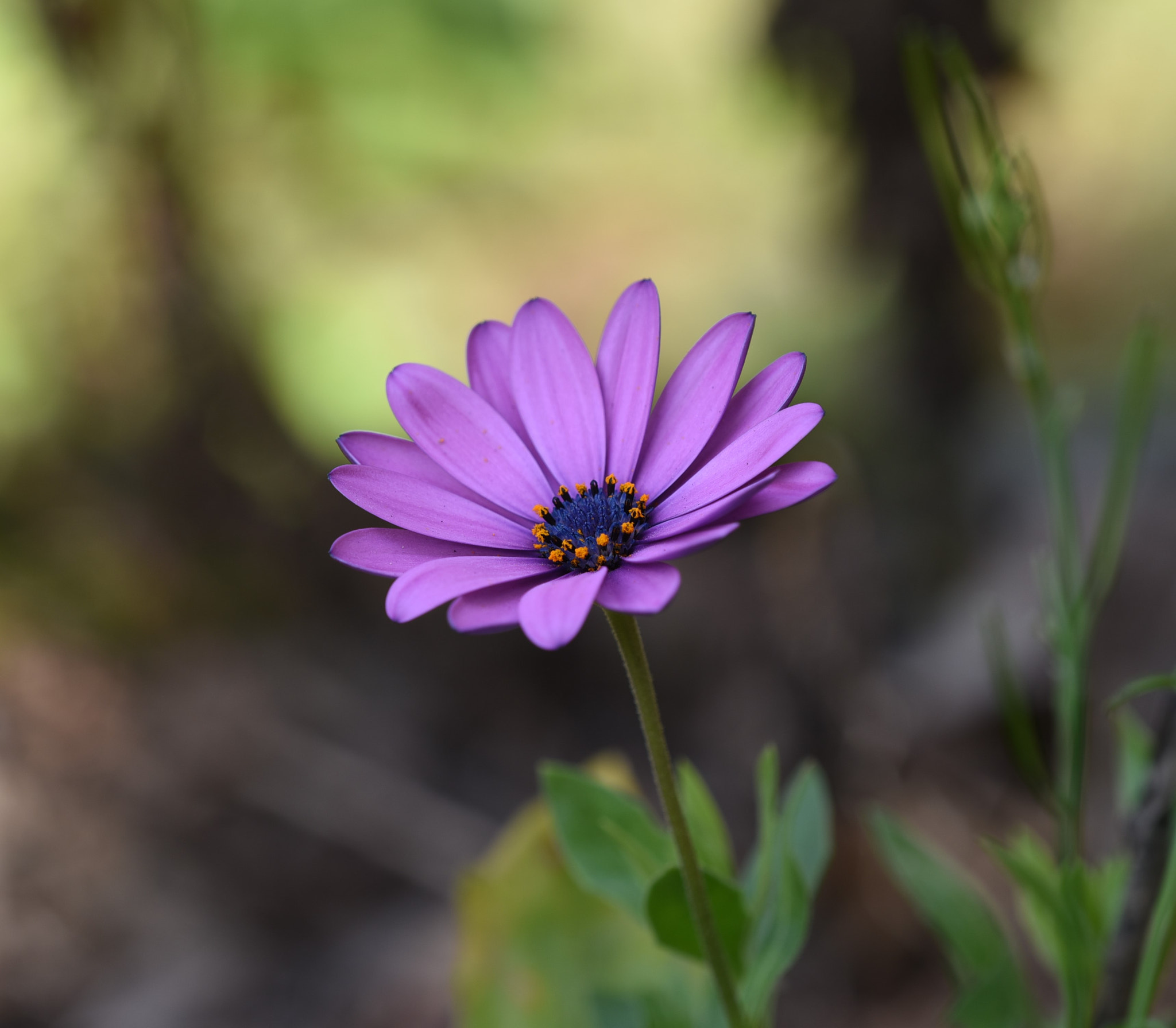 Nikon D750 + Nikon AF Micro-Nikkor 200mm F4D ED-IF sample photo. Little daisy photography