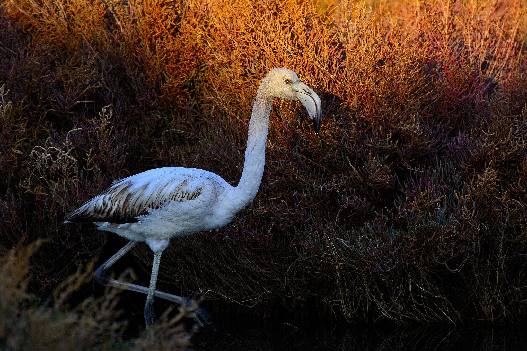 Nikon D7100 sample photo. Flamingo photography