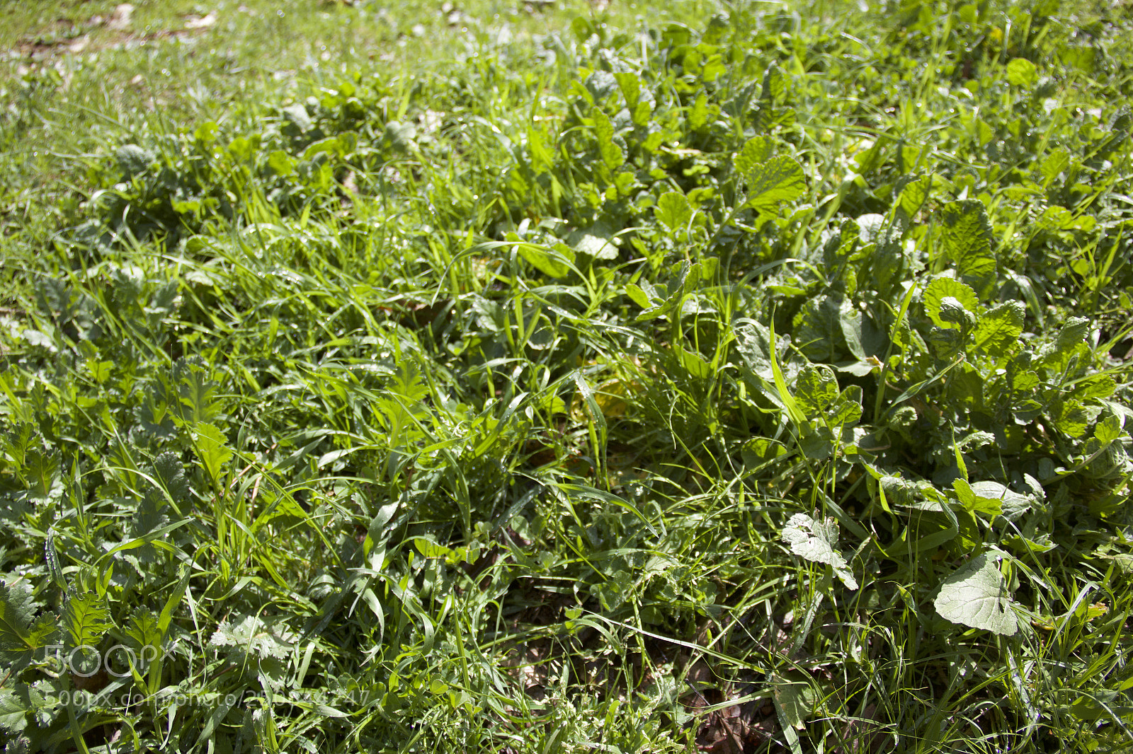 Canon EOS 60D sample photo. Img photography
