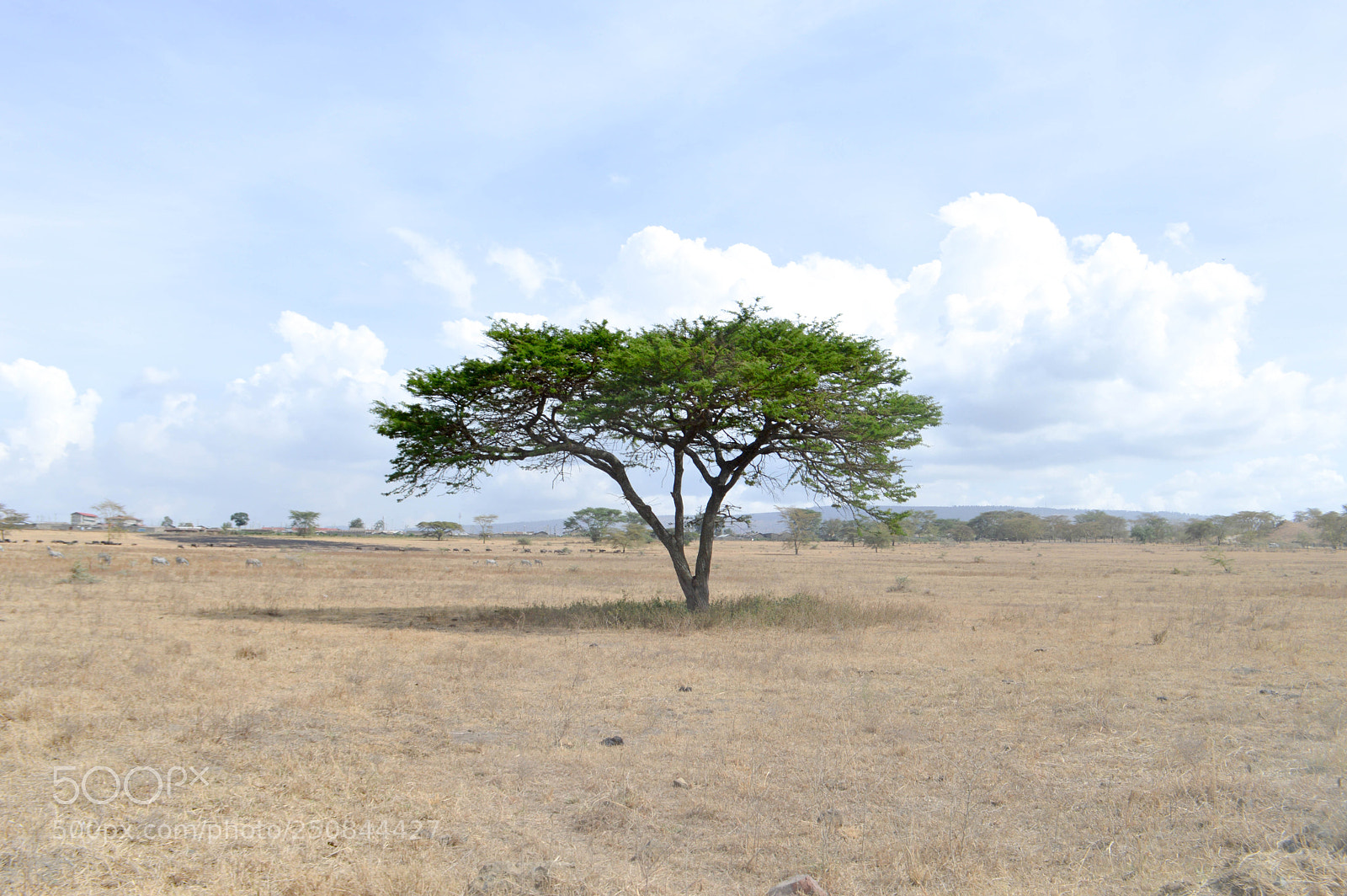 Nikon D3200 sample photo. Lone tree photography