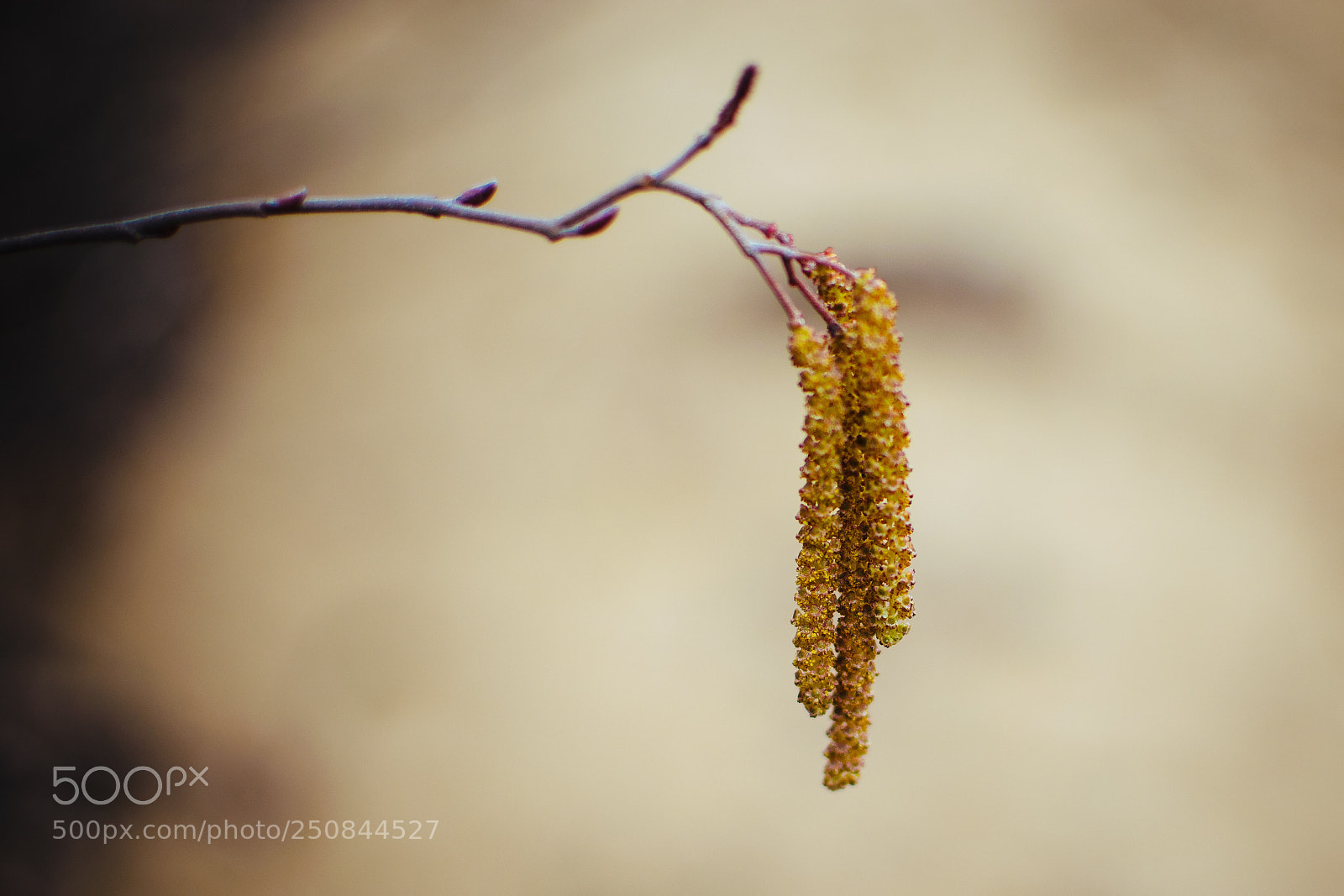 Nikon D3300 sample photo. Hazelnut catkins photography