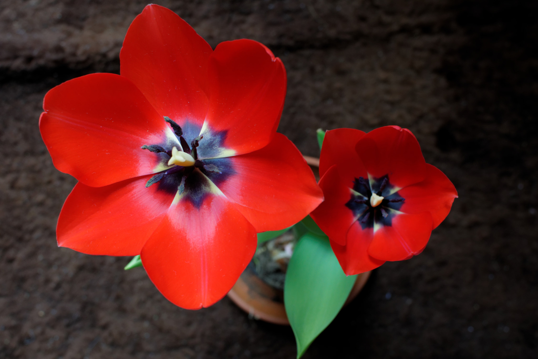 Nikon D5300 + Nikon AF-S DX Nikkor 35mm F1.8G sample photo. Red weed photography