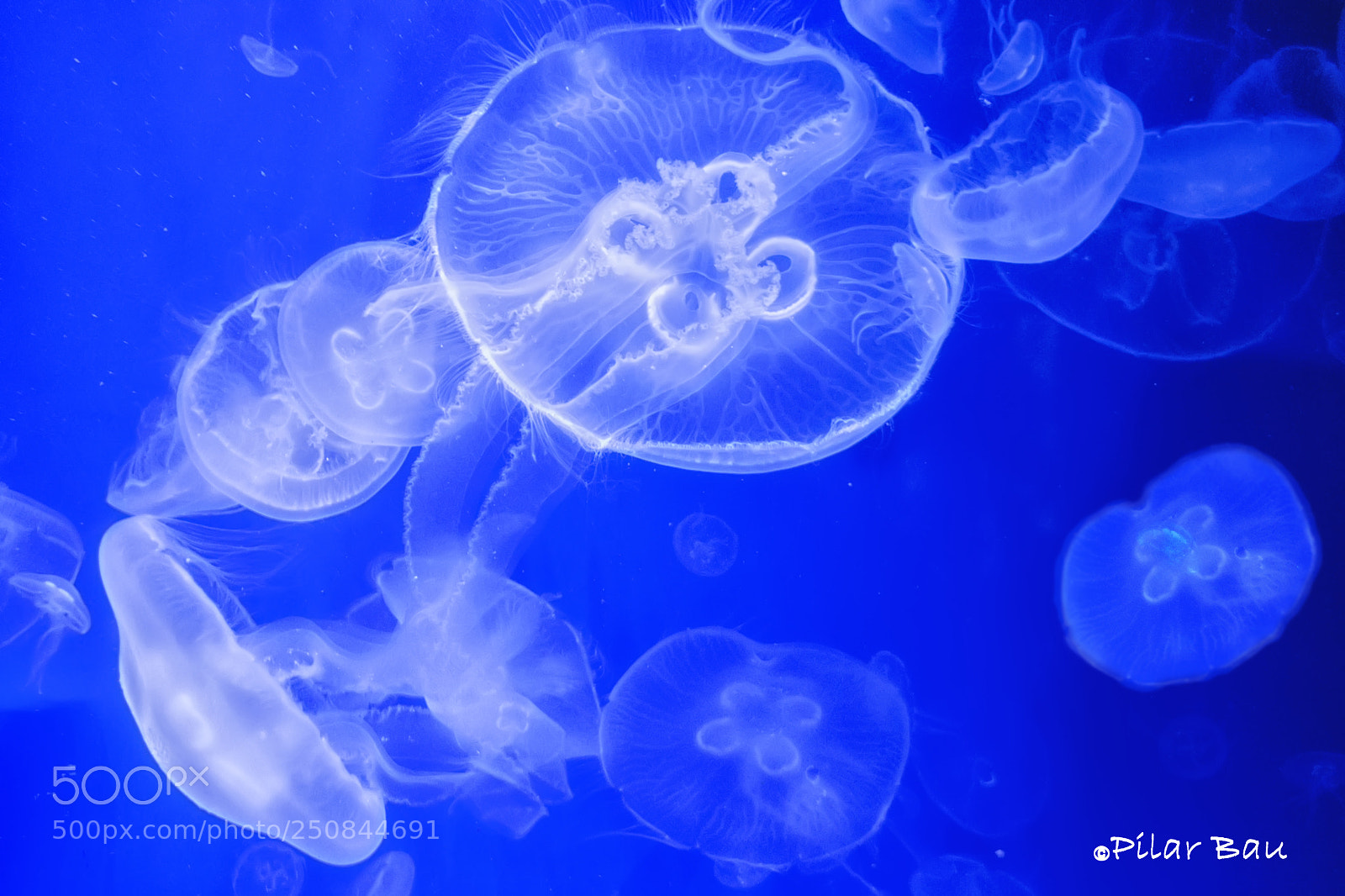 Nikon D3100 sample photo. Medusas - jellyfish photography