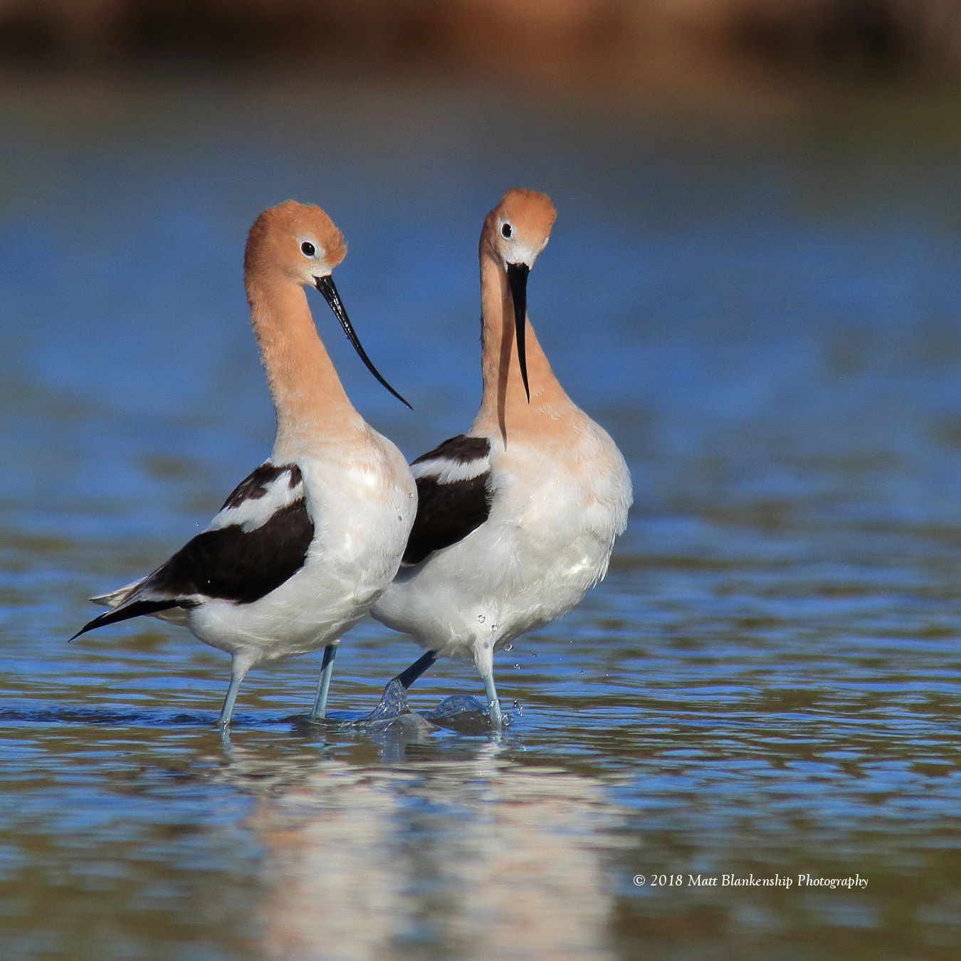 Canon EOS 70D + Sigma 150-500mm F5-6.3 DG OS HSM sample photo. American avocets photography