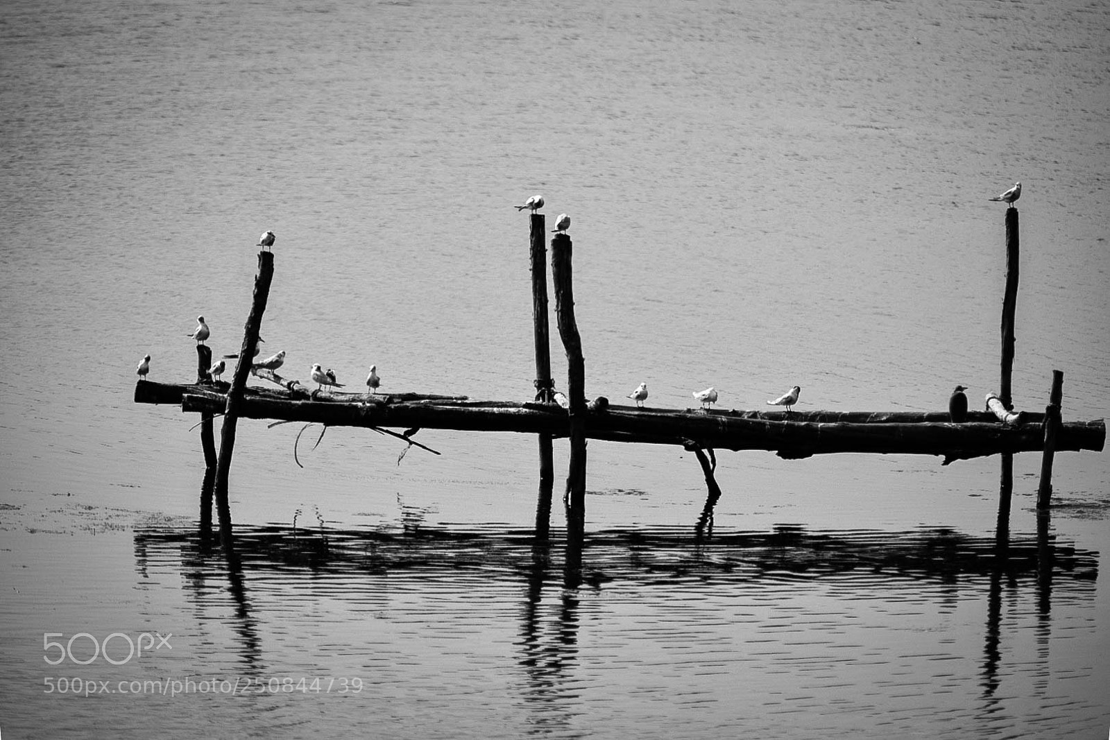 Nikon D5300 sample photo. Birds in pond photography