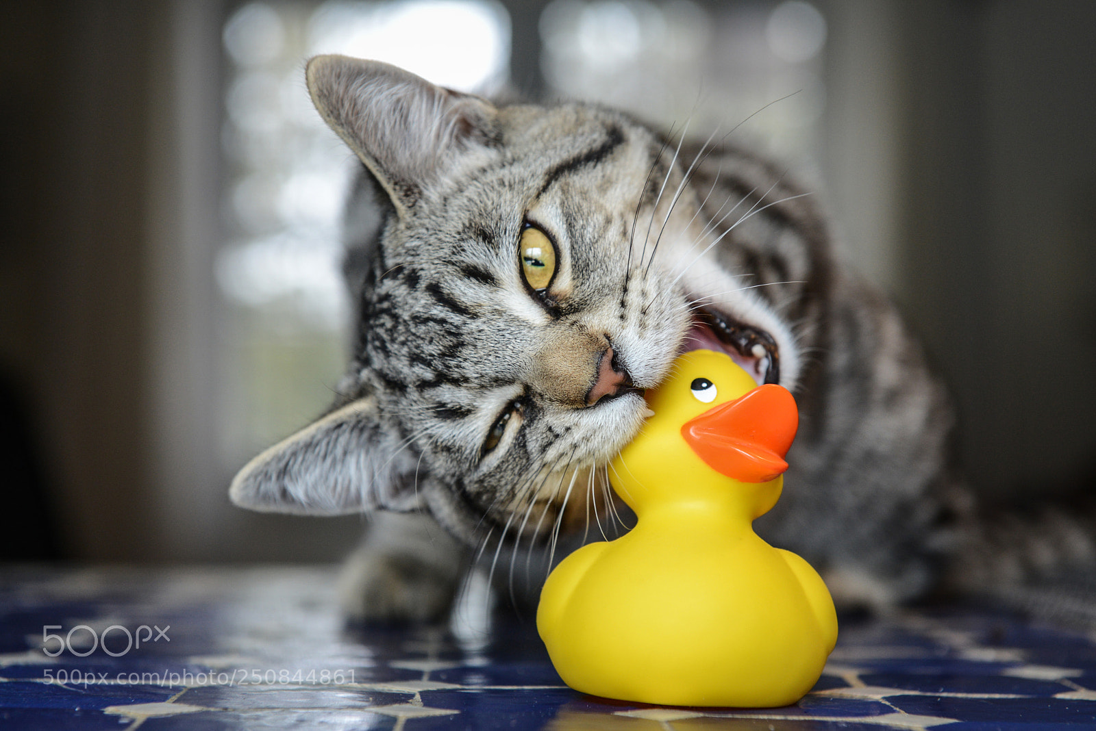 Nikon D600 sample photo. Hunter and prey photography