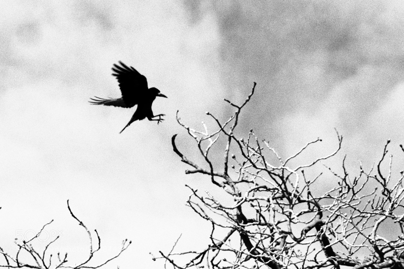 Nikon D7100 sample photo. Rook landing photography