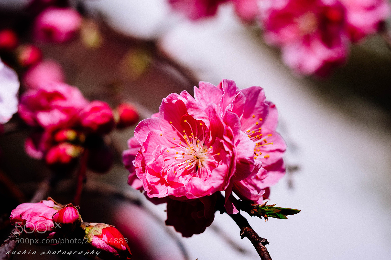 Olympus OM-D E-M1 sample photo. Hana peach photography