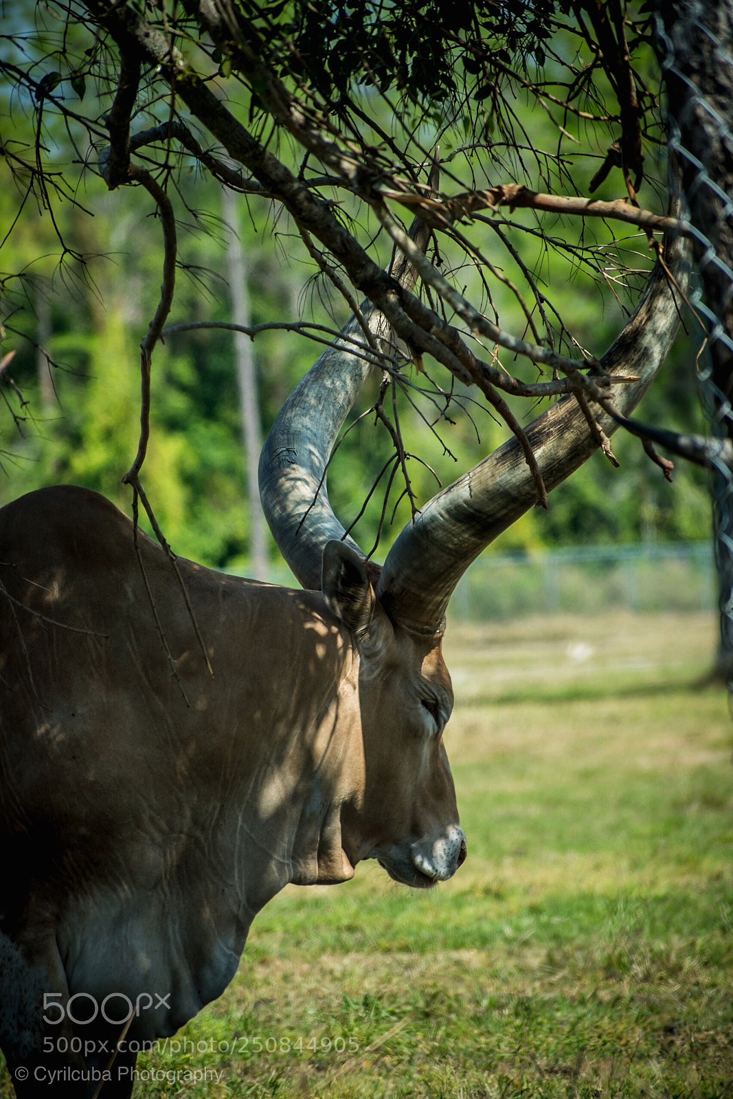 Nikon D5500 sample photo. Nap time  photography