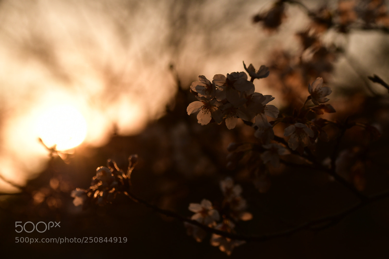 Nikon D850 sample photo. Cherry blossoms photography