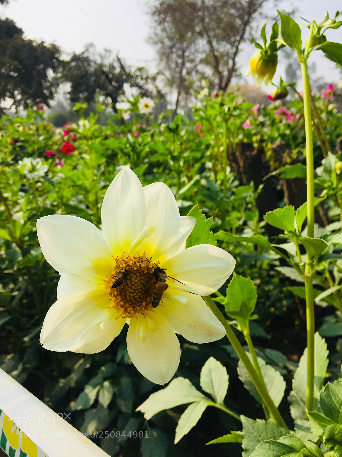 Apple iPhone 6 sample photo. Sun flower photography