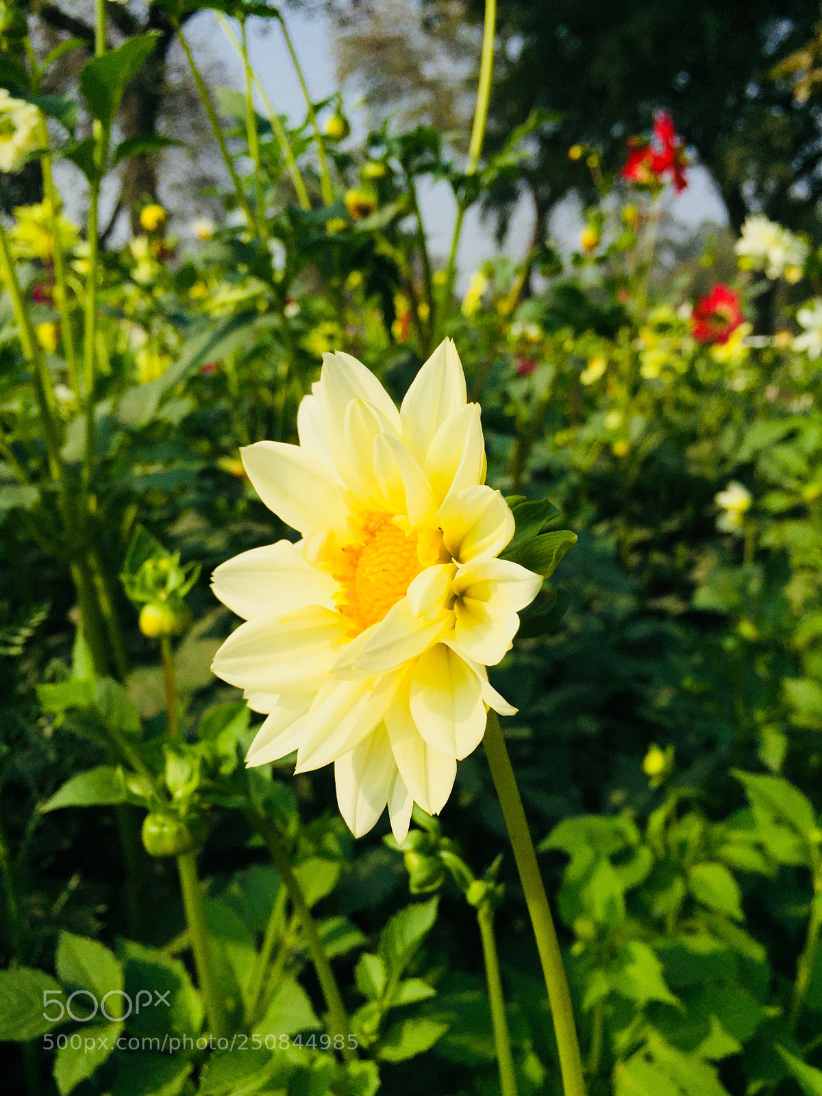Apple iPhone 6 sample photo. Sun flower photography