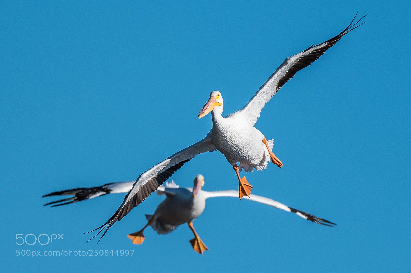 Nikon D500 sample photo. Landing approach... photography