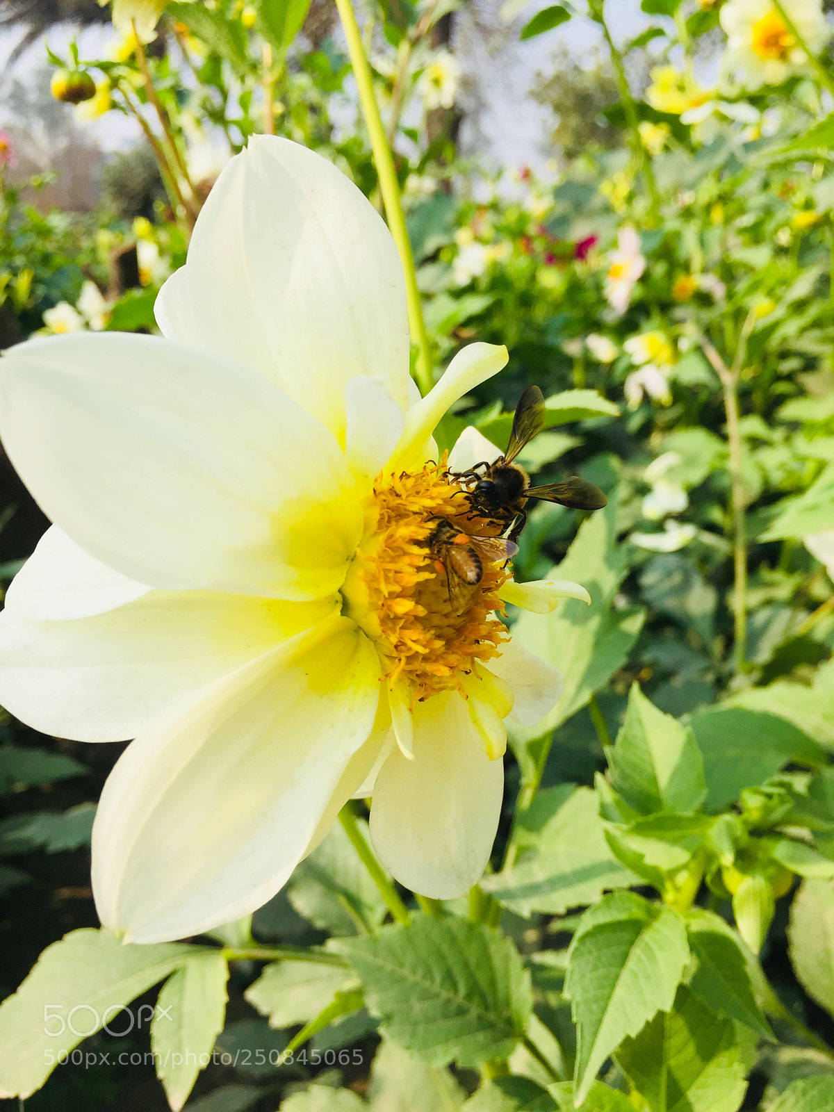 Apple iPhone 6 sample photo. Sun flower photography