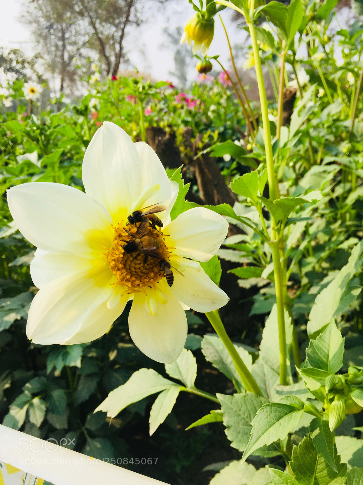 Apple iPhone 6 sample photo. Sun flower photography