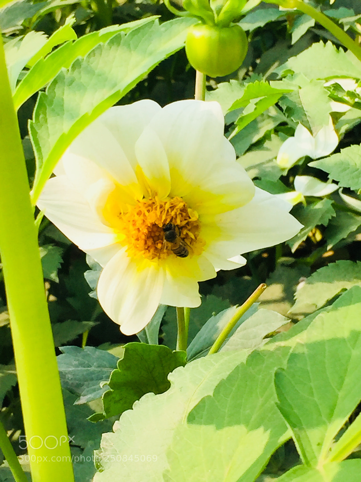 Apple iPhone 6 sample photo. Sun flower photography